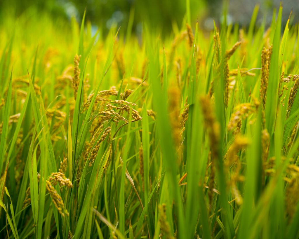 top export products from India-rice