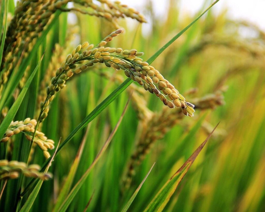 rice export from india