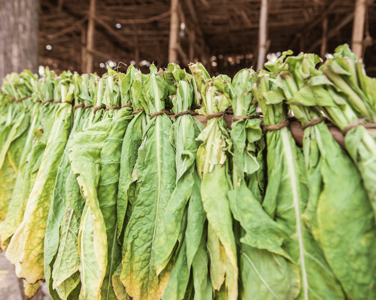 frozen food exporter from india- raw tobacco